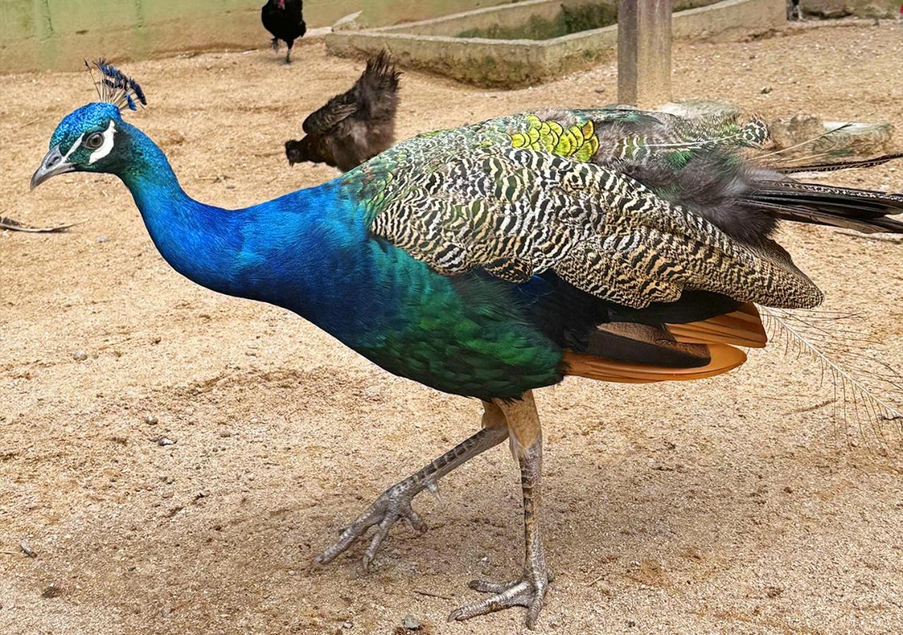 Costao Do Santinho Resort All Inclusive ฟลอเรียนอโปลิส ภายนอก รูปภาพ Peacock